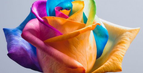 Beautiful-Rainbow-Rose-Flower--700x357.jpg